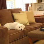 dog on sofa