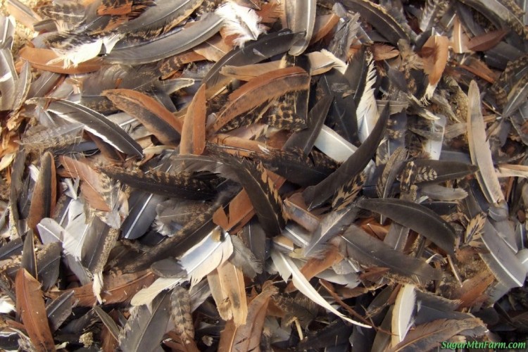 Guest Blog: Feathering Your Nest, Literally - The Decorologist
