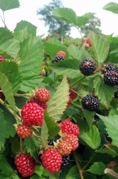 blackberries