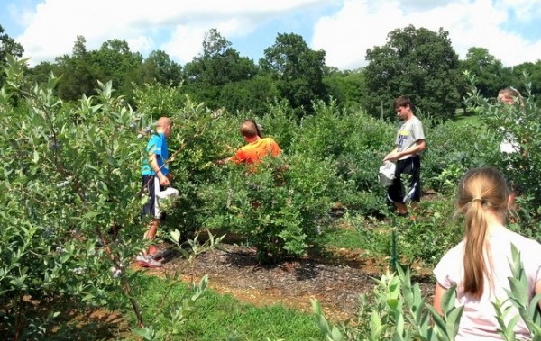 berry farm