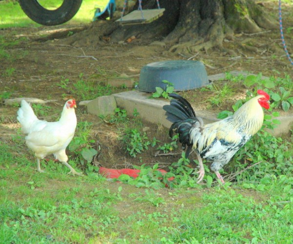 chickens