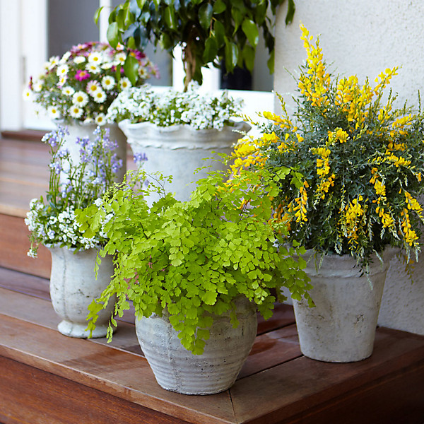 mosquito repellant plants