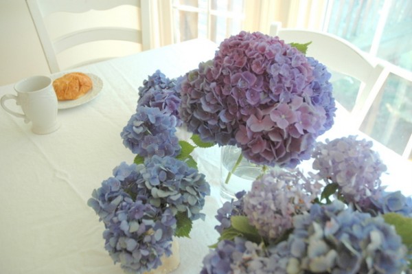 blue hydrangeas