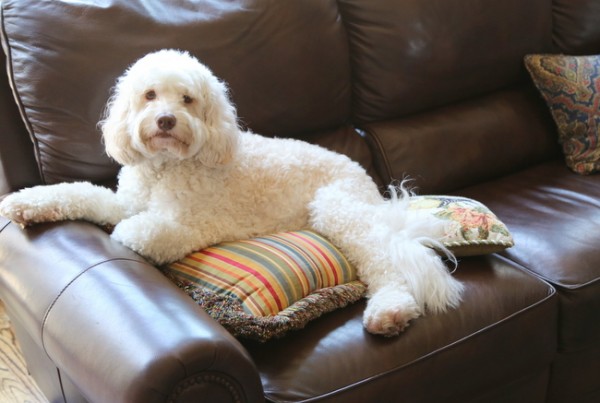 leather sofa