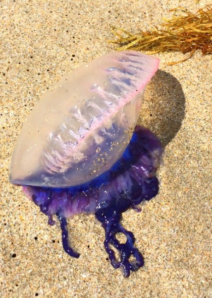 portuguese man of war