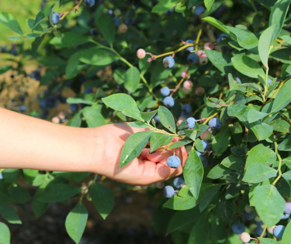 berry picking