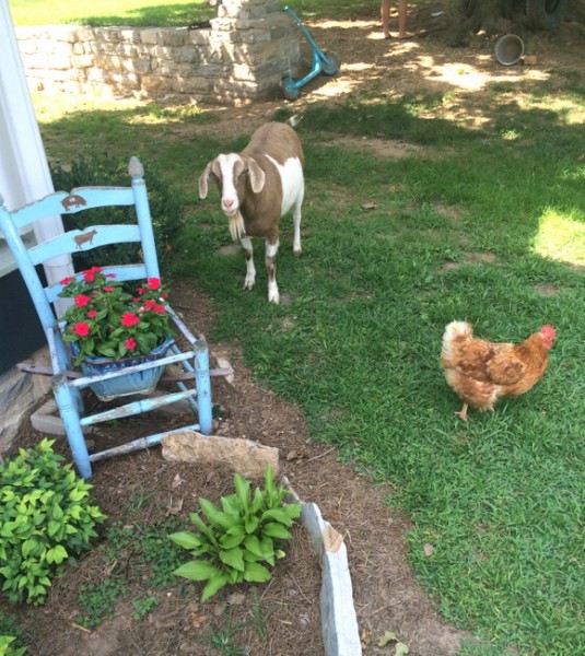 goats and chickens