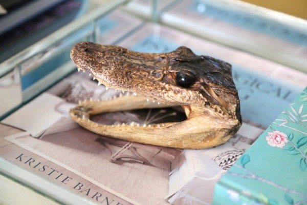 baby alligator head