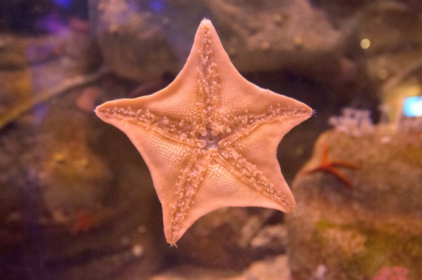 starfish