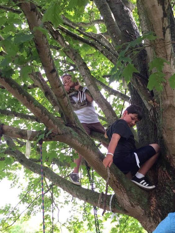 tree climbing