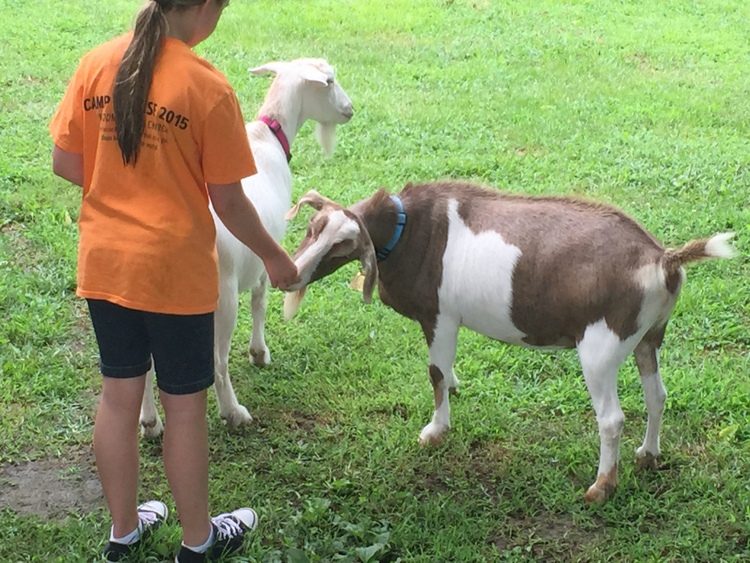 feeding goats