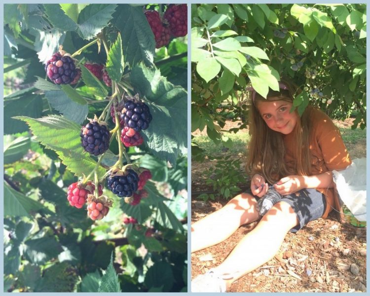 blueberry picking