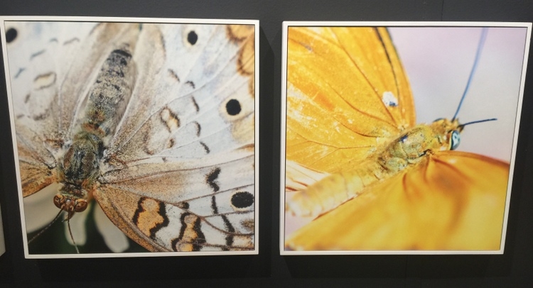 phylum design photographic art of butterflies by chris dunker at high point market